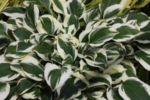 Diamonds are Forever, Hosta