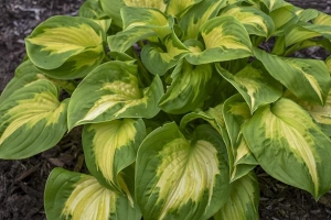 Etched Glass, Hosta 