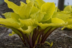 Fire Island, Hosta