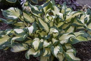 Hans, Hosta