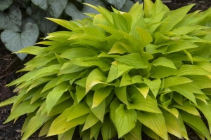 Munchkin Fire, Hosta