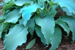 Neptune, Hosta