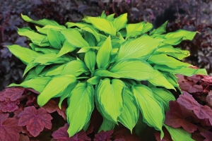 Prairie's Edge, Hosta