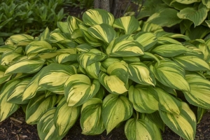 Rainbow's End, Hosta 