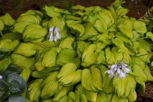 Stained Glass, Hosta