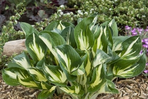 Sting, Hosta 