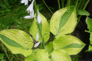 Velvet Moon, Hosta 