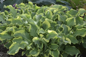 Wheee!, Hosta