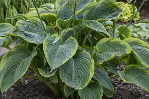 Wu-La-La, Hosta