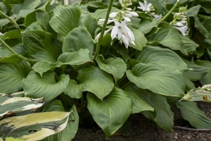 Royal Crest, Hosta 