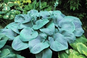 Humpback Whale, Hosta