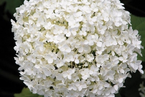 Hydrangea 'Annabelle' 