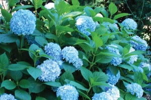 Hydrangea 'All Summer Beauty' 