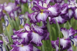 Iris Ensata 'Lion King' 