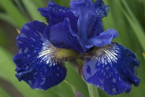 Iris Siberica 'Over in Gloryland' 