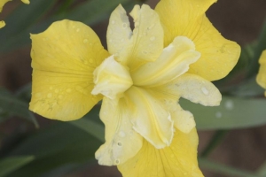 Iris Siberica 'Sunfisher' 