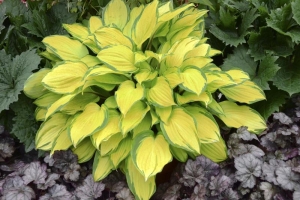 Island Breeze, Hosta 