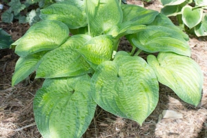 Jabulani, Hosta