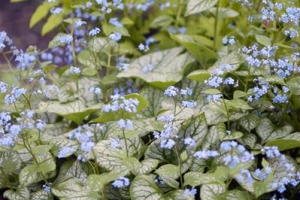 Brunnera 'Jack Frost' 