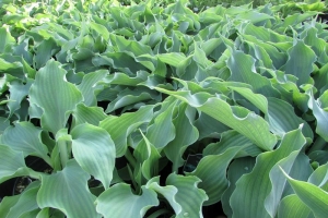 Joy Ride, Hosta