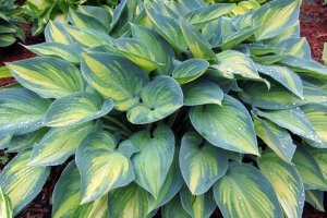 June, Hosta