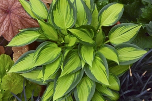 June Spirit, Hosta