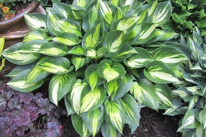 Justine, Hosta 