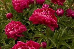 Peony 'Karl Rosenfield'