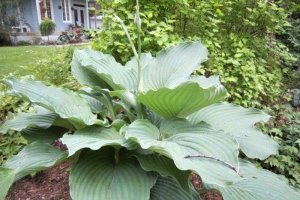 Komodo Dragon, Hosta