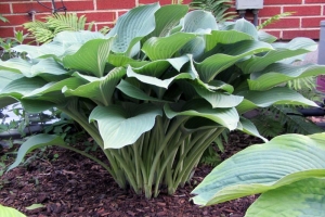 Krossa Regal, Hosta