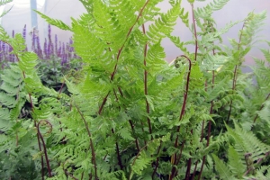 Fern Athyrium 'Lady In Red' 