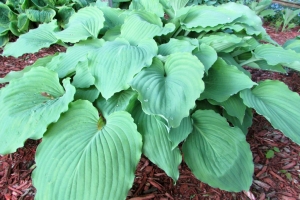 Lakeside Old Smokey, Hosta