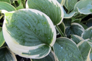 Lakeside Cupid's Cup, Hosta