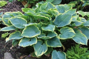 Lakeside Rhapsody, Hosta