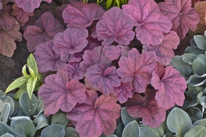 Heuchera 'Lava Lamp'