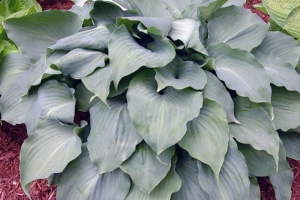 Lederhosen, Hosta 