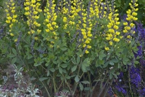 Baptisia 'Lemon Meringue'