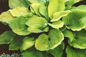 Lemon Meringue, Hosta