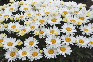 Leucanthemum 'Cream Puff'