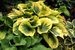 Liberty, Hosta 