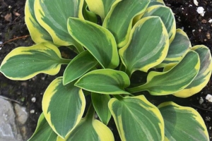 Lucky Mouse, Hosta