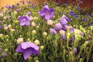 Platycodon 'Mariesi Blue' 