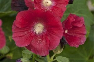 Hollyhock 'Mars Magic'  