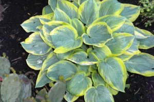 Merlin, Hosta