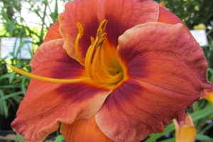 Hemerocallis 'Mighty Chestnut'