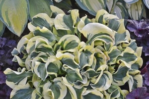 Mini Skirt, Hosta