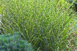 Grass Miscanthus 'Strictus'