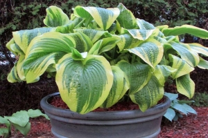 Montana Aureomarginata, Hosta