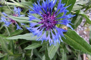 Centaurea 'Montana'