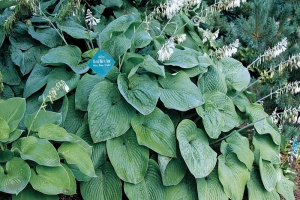 Montreal Blue Ice Storm, Hosta